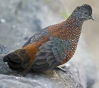 Painted Spurfowl