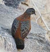 Painted Spurfowl