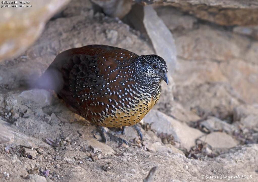 Galloperdrix lunulée mâle adulte, identification