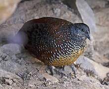 Painted Spurfowl