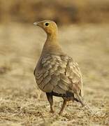 Chestnut-bellied Sandgrouse