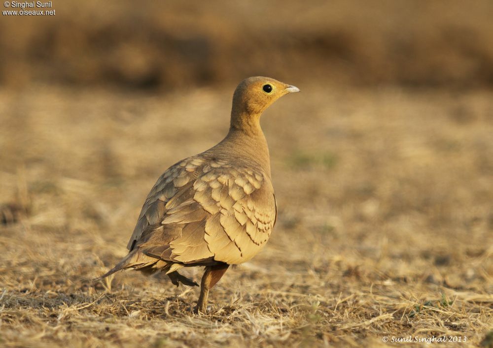 Chestnut-bellied Sandgrouse male adult, identification