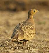 Chestnut-bellied Sandgrouse