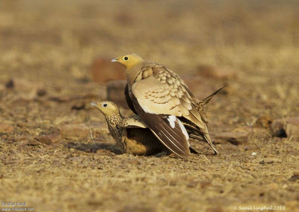 Chestnut-bellied Sandgrouseadult, mating., Behaviour