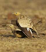 Chestnut-bellied Sandgrouse