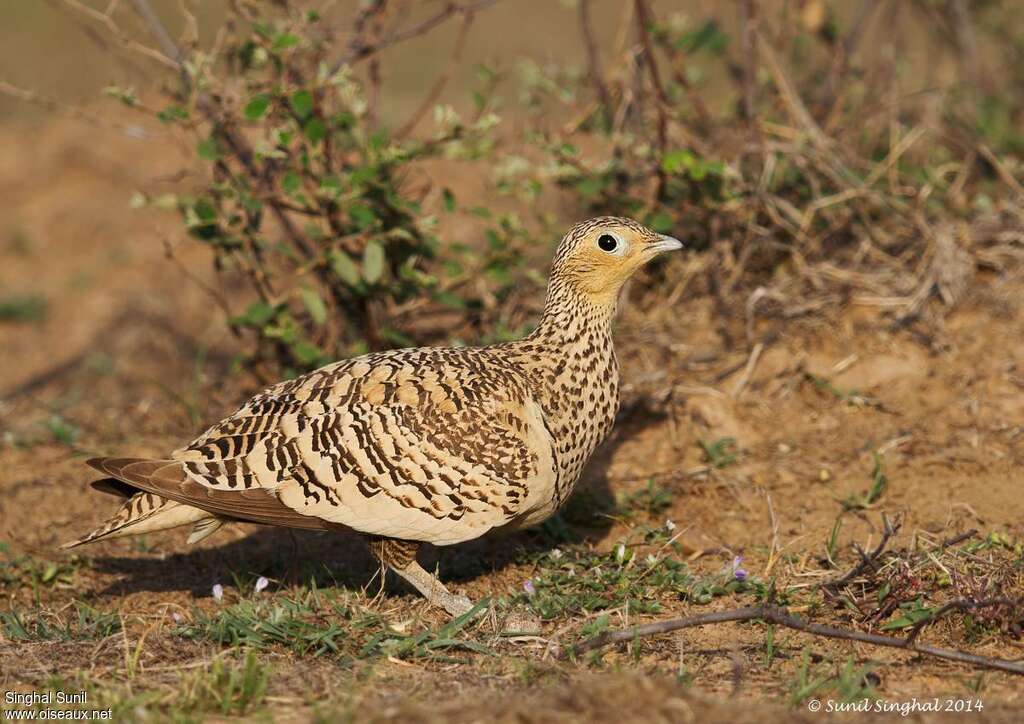 Chestnut-bellied Sandgrouse female adult, identification