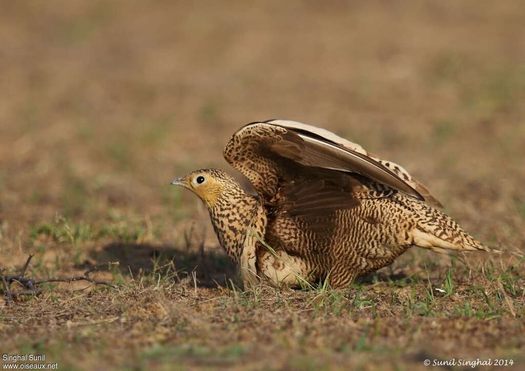 Chestnut-bellied Sandgrouse female adult, Reproduction-nesting, Behaviour