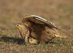 Chestnut-bellied Sandgrouse