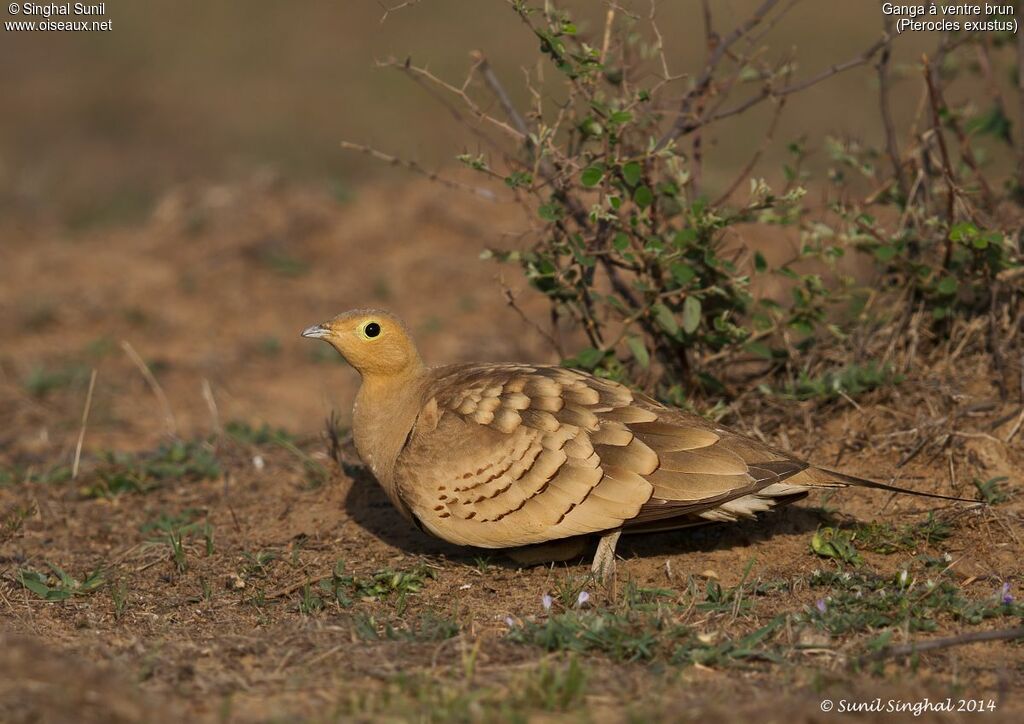 Chestnut-bellied Sandgrouse male adult, identification