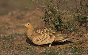 Chestnut-bellied Sandgrouse