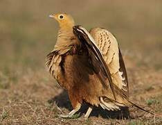 Chestnut-bellied Sandgrouse