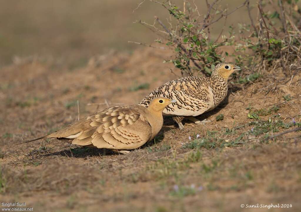 Chestnut-bellied Sandgrouseadult, Behaviour