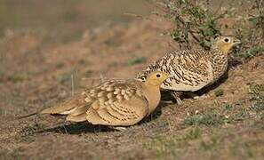 Chestnut-bellied Sandgrouse