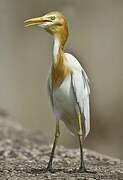 Eastern Cattle Egret