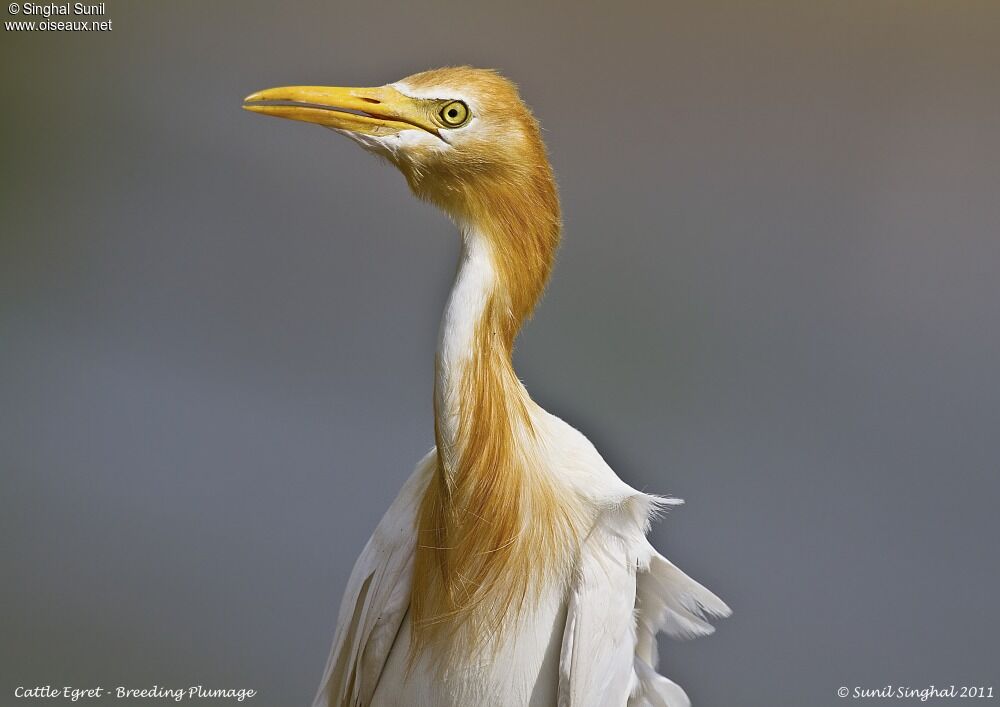 Eastern Cattle Egretadult breeding, identification