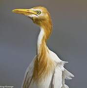 Eastern Cattle Egret