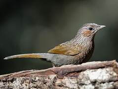 Streaked Laughingthrush