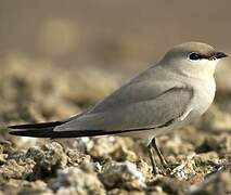 Small Pratincole