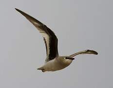 Small Pratincole