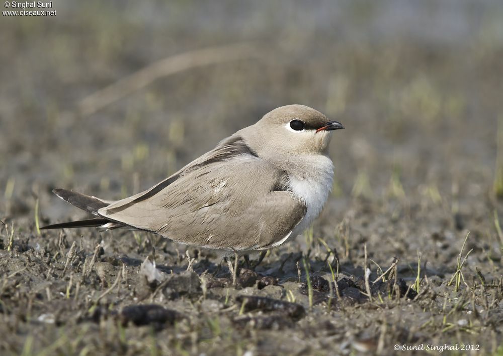 Small Pratincole male adult breeding, identification