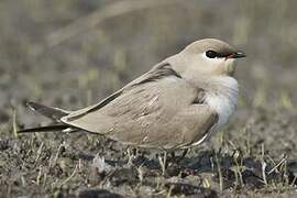 Small Pratincole