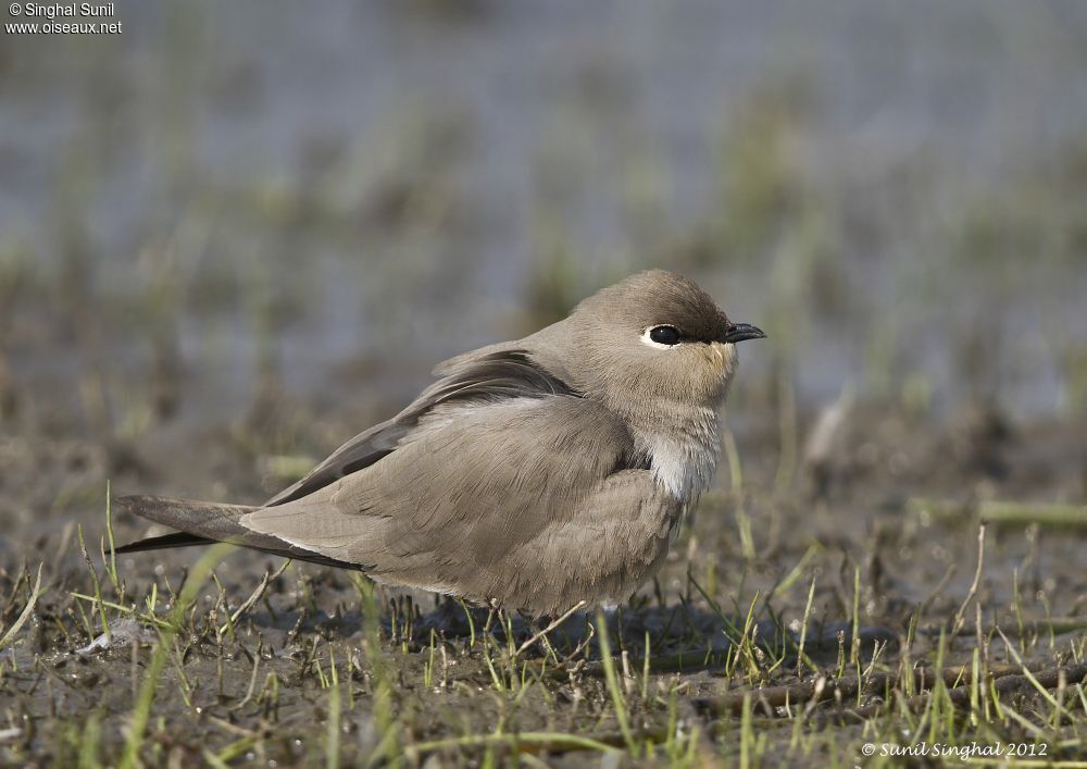 Glaréole lactée femelle adulte, identification