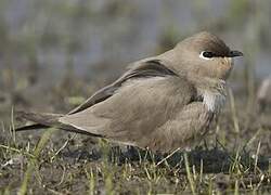 Small Pratincole