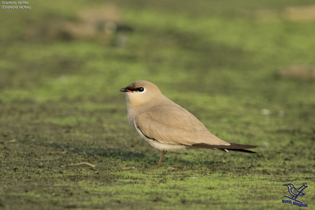 Glaréole lactée, identification