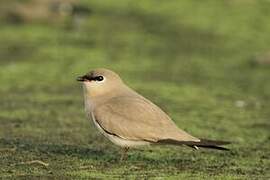 Small Pratincole