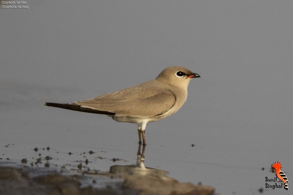 Glaréole lactée, identification