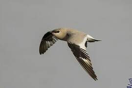 Small Pratincole