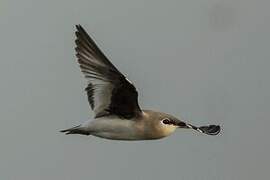 Small Pratincole