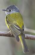 Grey-headed Canary-flycatcher