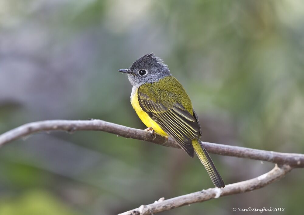 Grey-headed Canary-flycatcher