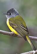 Grey-headed Canary-flycatcher