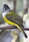 Grey-headed Canary-flycatcher