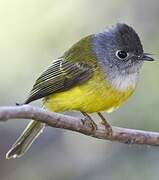 Grey-headed Canary-flycatcher