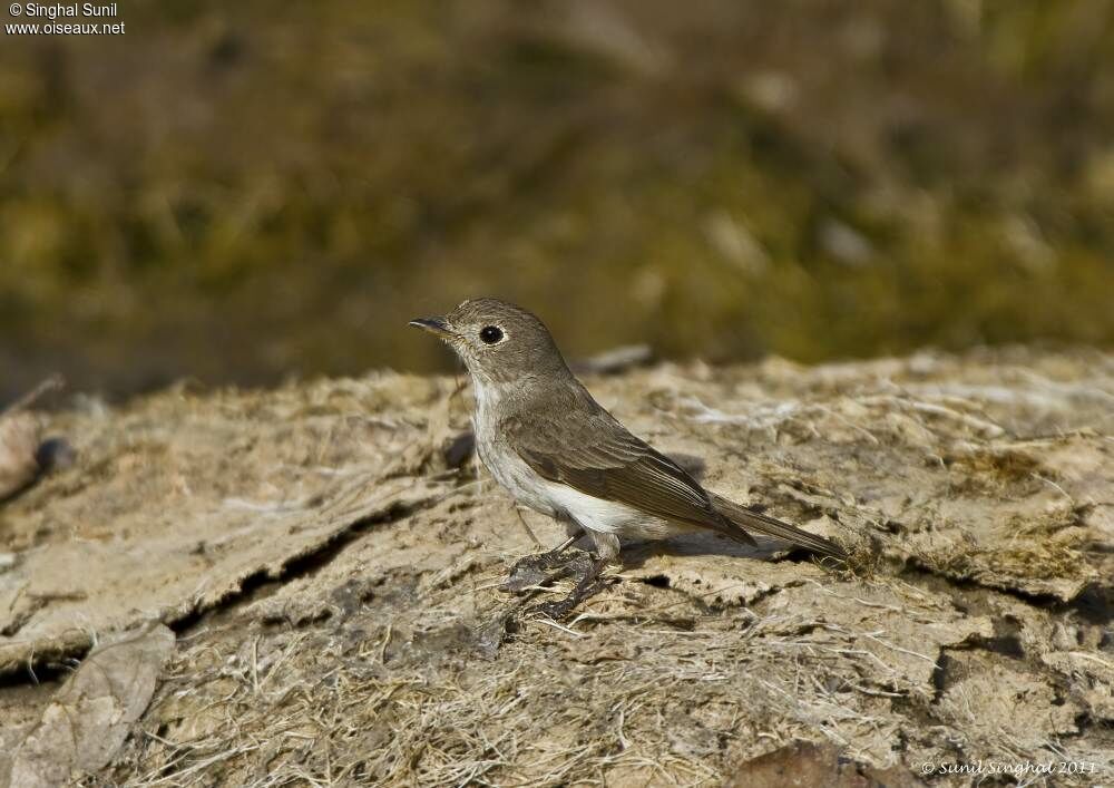 Gobemouche brunadulte, identification