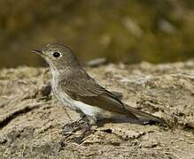 Asian Brown Flycatcher