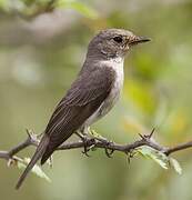 Asian Brown Flycatcher