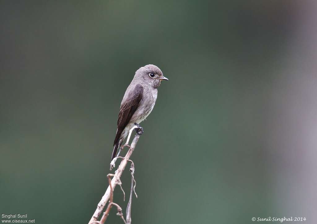 Dark-sided Flycatcheradult, identification