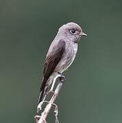 Dark-sided Flycatcher