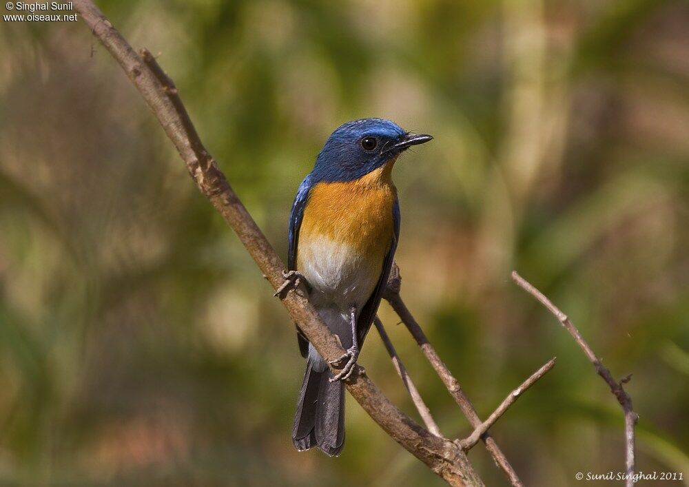 Tickell's Blue Flycatcheradult, identification