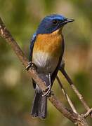 Tickell's Blue Flycatcher