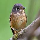 Gobemouche ferrugineux