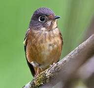 Ferruginous Flycatcher