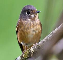 Gobemouche ferrugineux