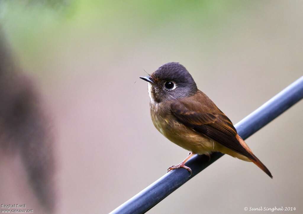 Ferruginous Flycatcheradult, identification