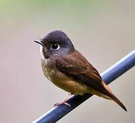 Ferruginous Flycatcher