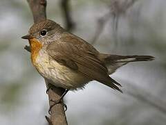 Red-breasted Flycatcher